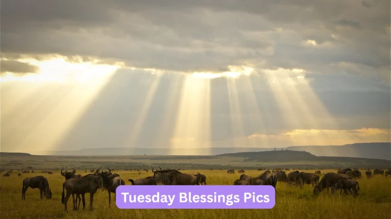 Tuesday Blessings Pics