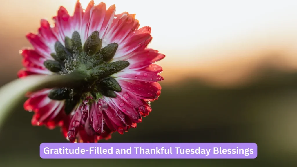 Gratitude-Filled and Thankful Tuesday Blessings