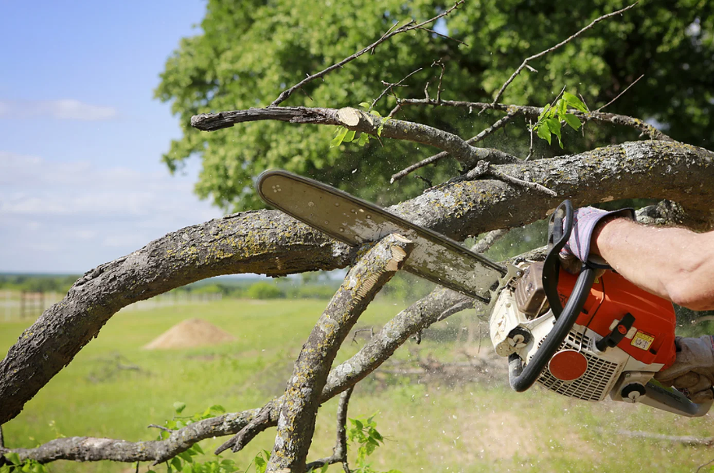 Why Hiring an Experienced Tree Service in Jacksonville, FL Ensures Healthy, Beautiful Trees