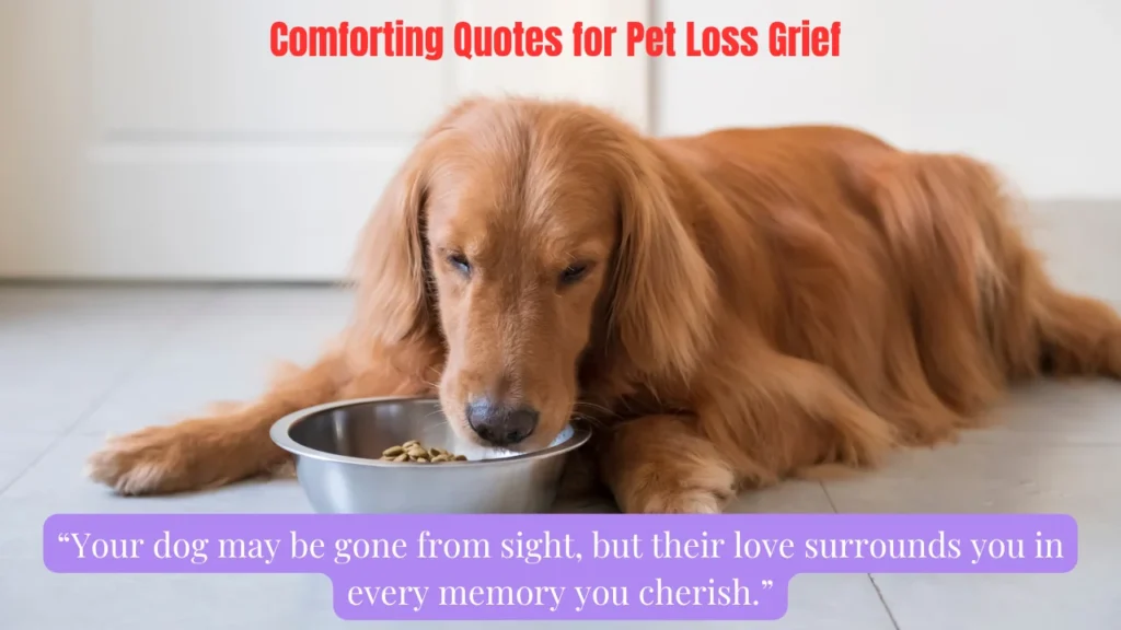 Comforting Quotes for Pet Loss Grief
