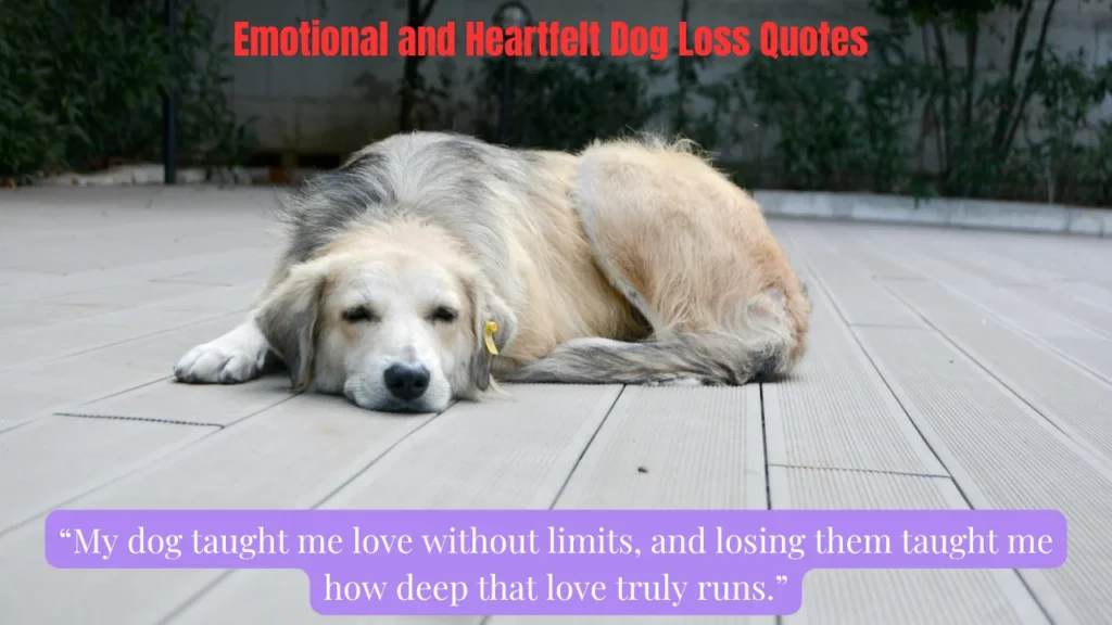 Emotional and Heartfelt Dog Loss Quotes