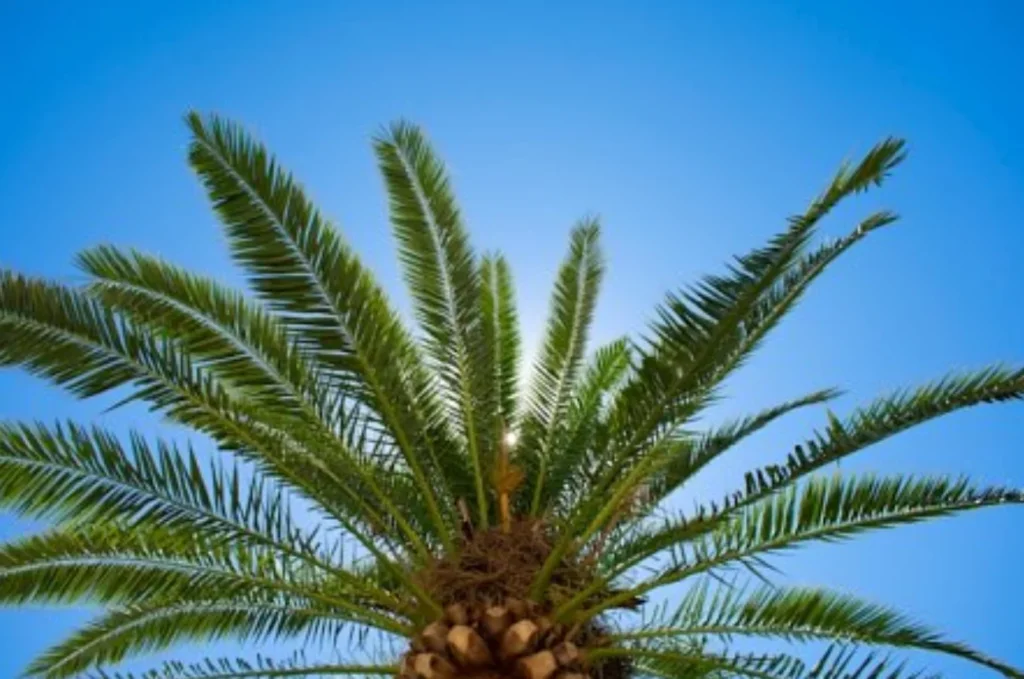 How Do You Balance Aesthetics with Ecological Function?