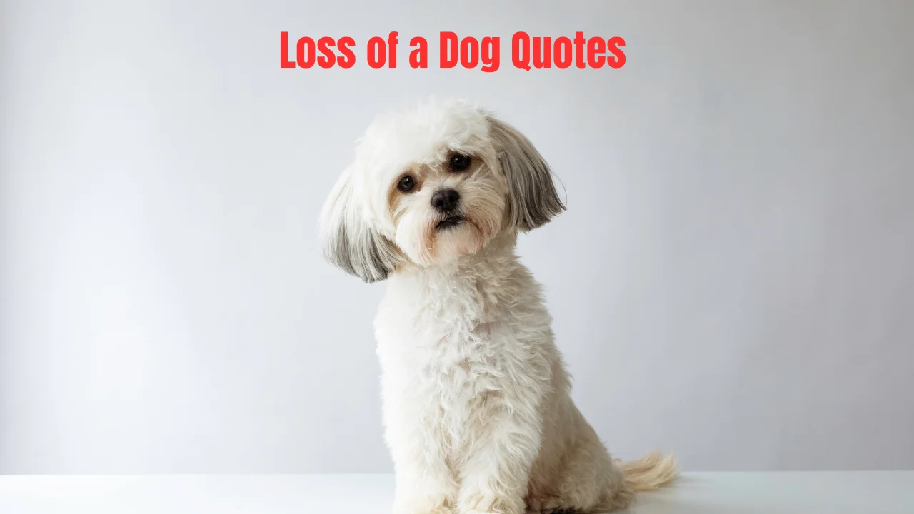 Loss of a Dog Quotes
