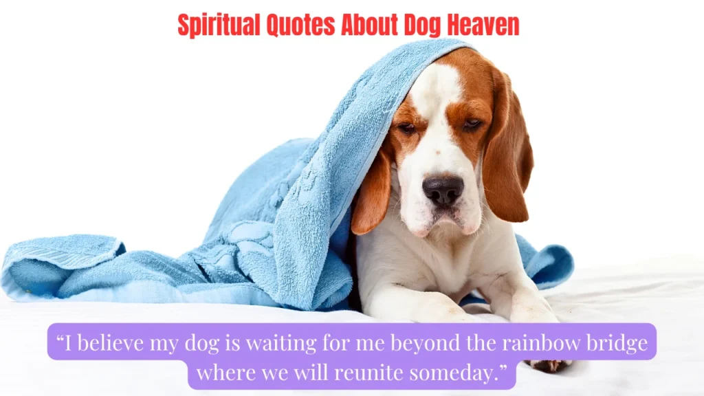 Spiritual Quotes About Dog Heaven