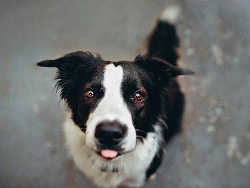 Best Dog Kennels & Crates for Safe Pet Travel and Comfort