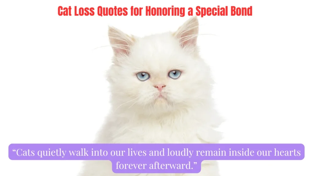 Cat Loss Quotes for Honoring a Special Bond