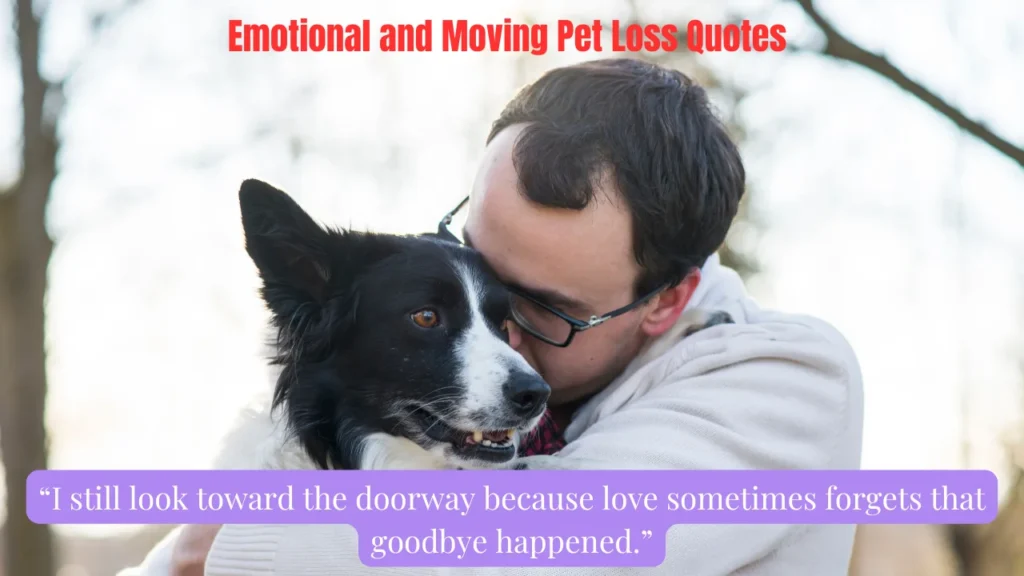 Emotional and Moving Pet Loss Quotes