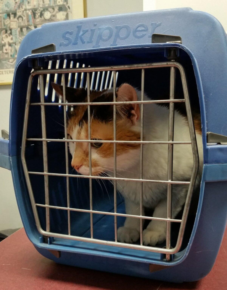 How Professional Travel Care Keeps Pets Safe and Relaxed