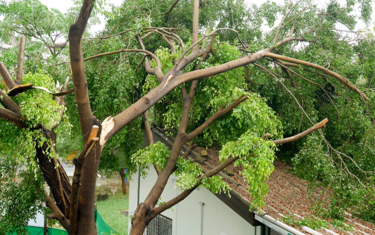 When Emergency Tree Removal Becomes Necessary