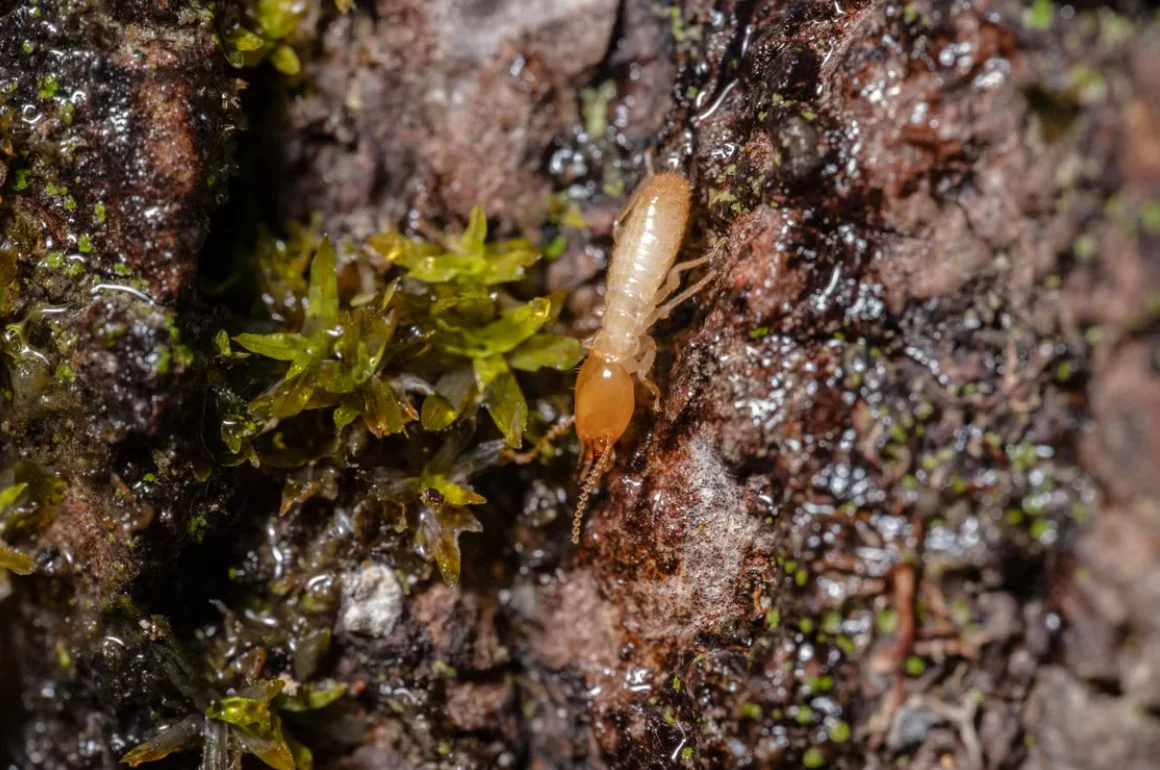 How to Identify Potential Pest Problems Before They Escalate