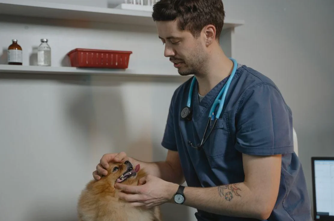 How to Keep Your Pet Healthy Year-Round