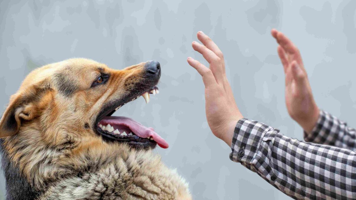 The Significance Of Carefully Examining Dog Bite Incidents