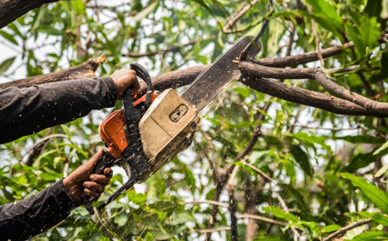 Best Practices for Tree Health and Safety
