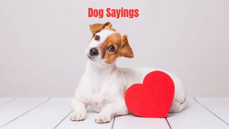 Dog Sayings