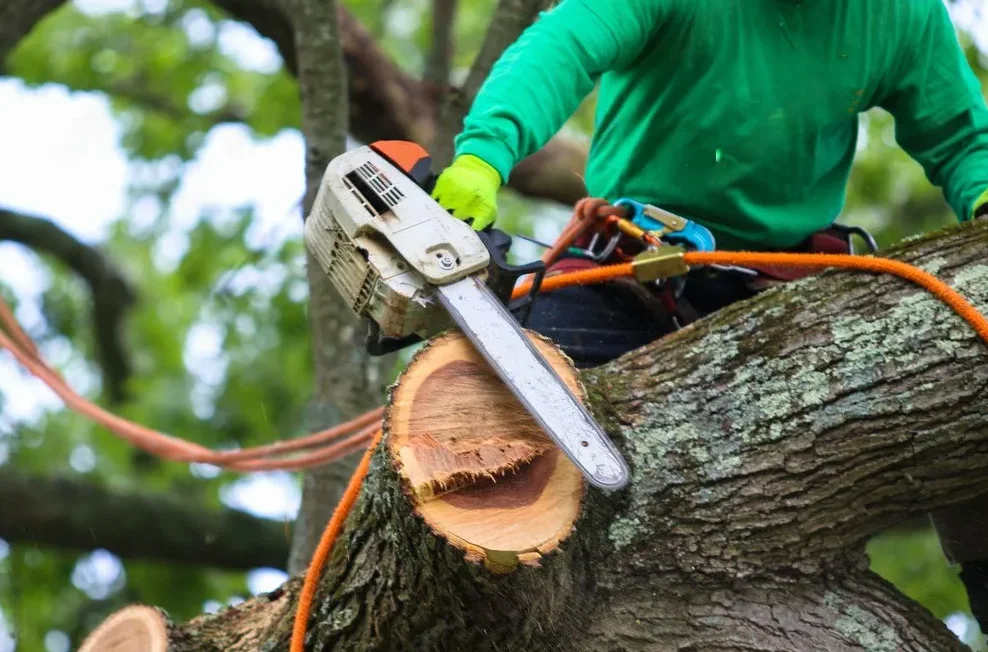 Safe Tree Removal Practices in Rochester, MN