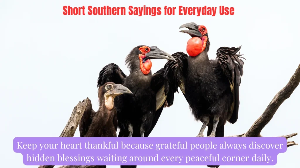 Short Southern Sayings for Everyday Use