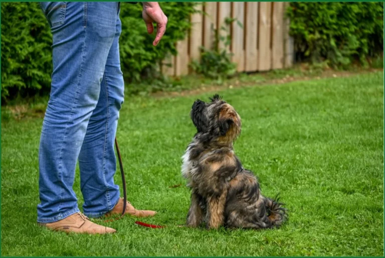 Simple Puppy Habits That Make Daily Life Much Easier