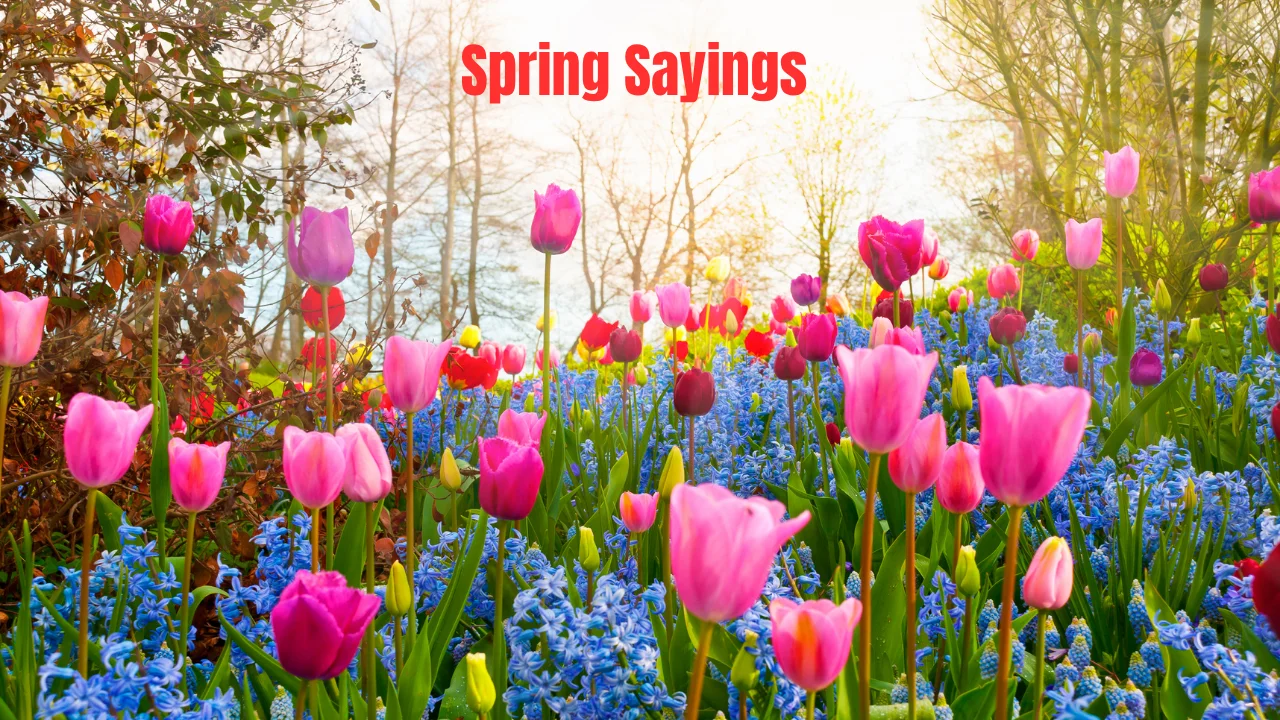 Spring Sayings