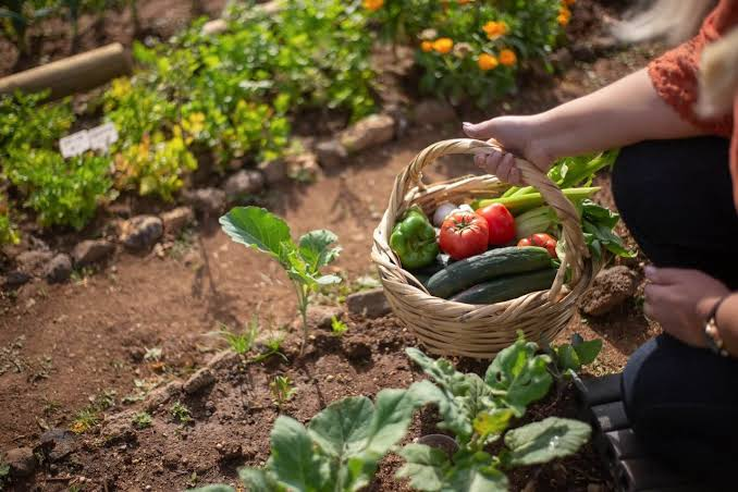 Grow Your Own Food: Home Gardening Tips for Fresh Vegetables