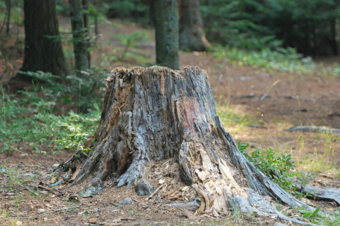 Top Mistakes to Avoid When Removing Tree Stumps